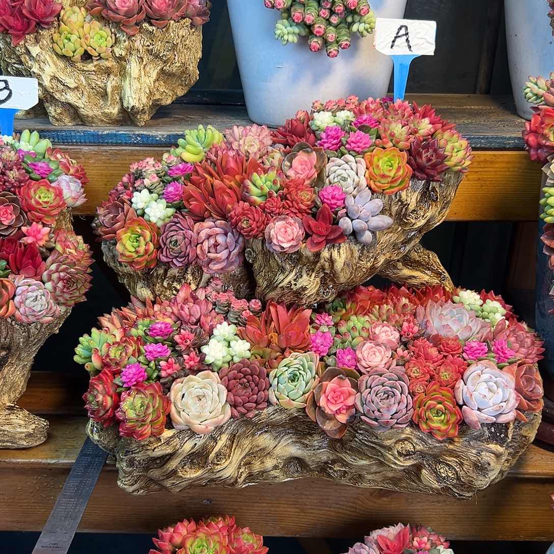 多肉大号多肉组合花园