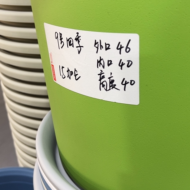 特价9号四季口46高40果绿无托4个