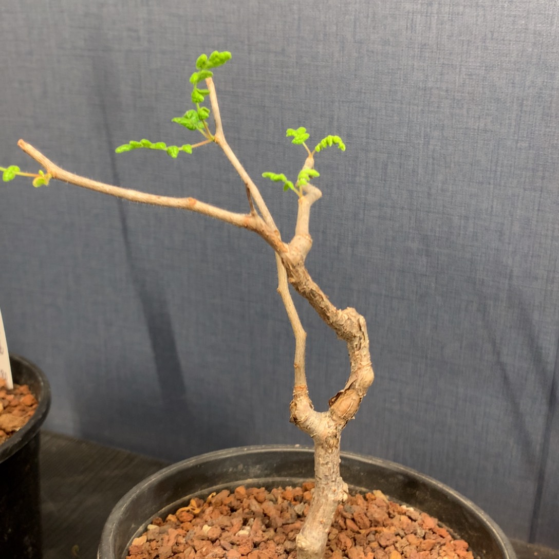 产地滔天橄榄带盆发货