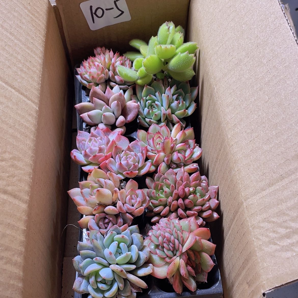 【闪购商品】10颗-5