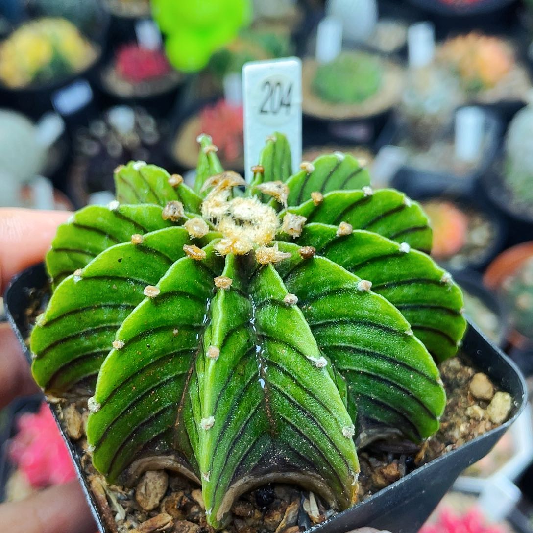 非偏远地区满25包邮仙人球