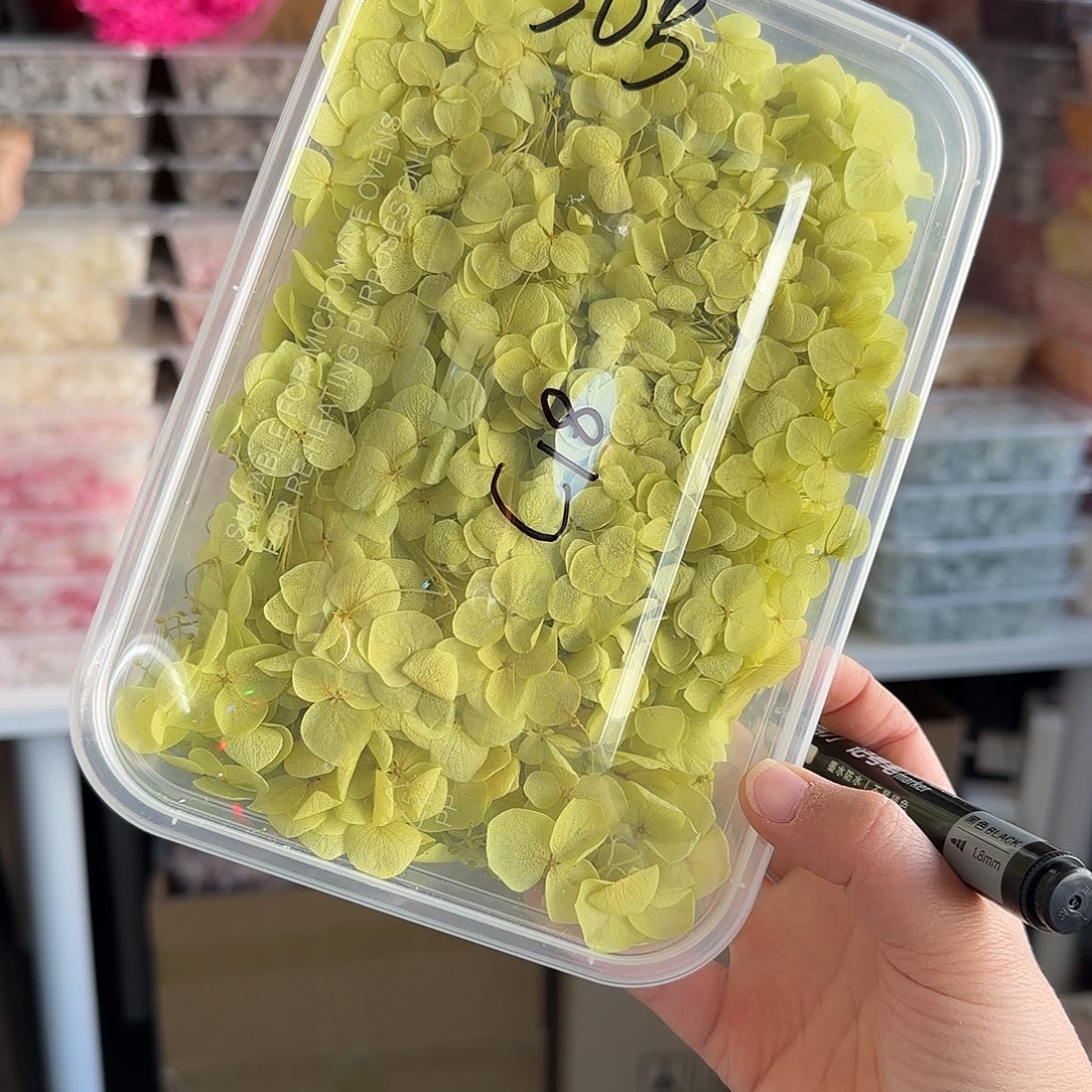 C18号黄绿色安娜绣球