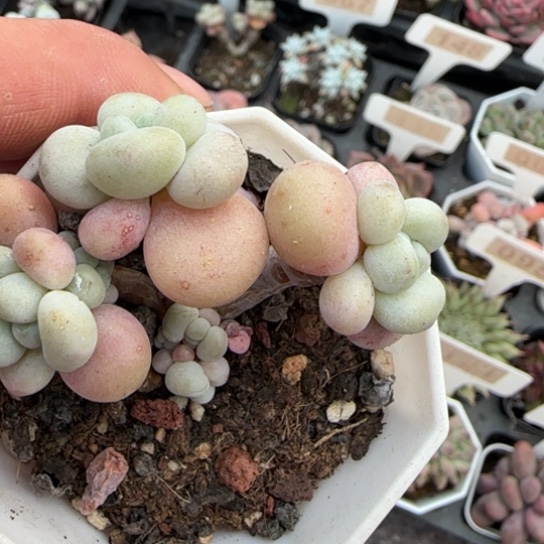 100洛神多肉植物多