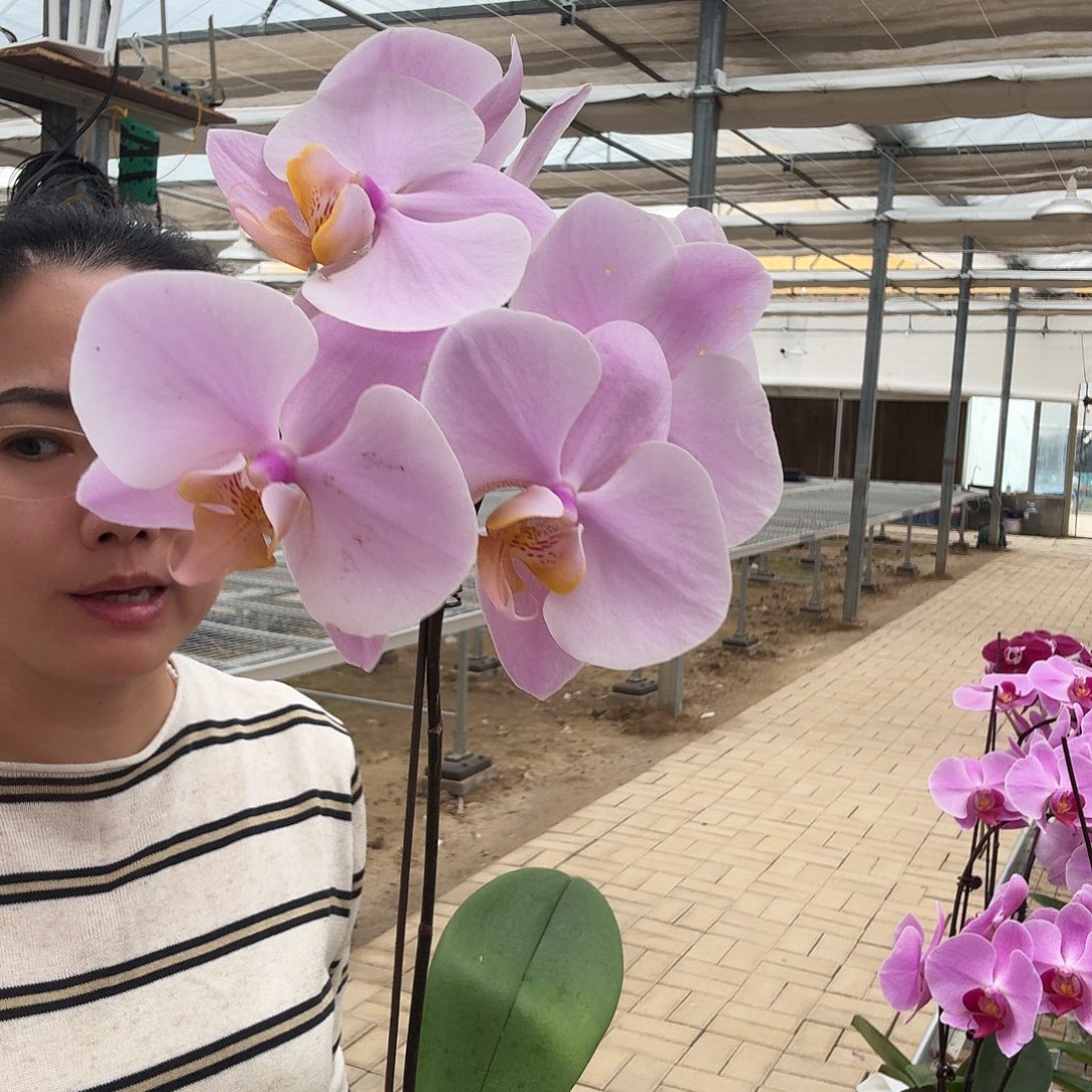 完全开放萨利纳斯1颗