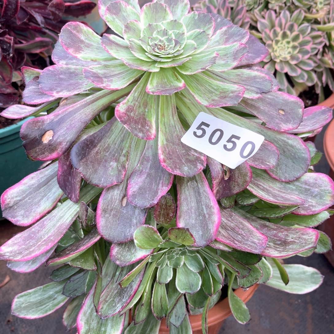 绿体紫浪多肉发货发货