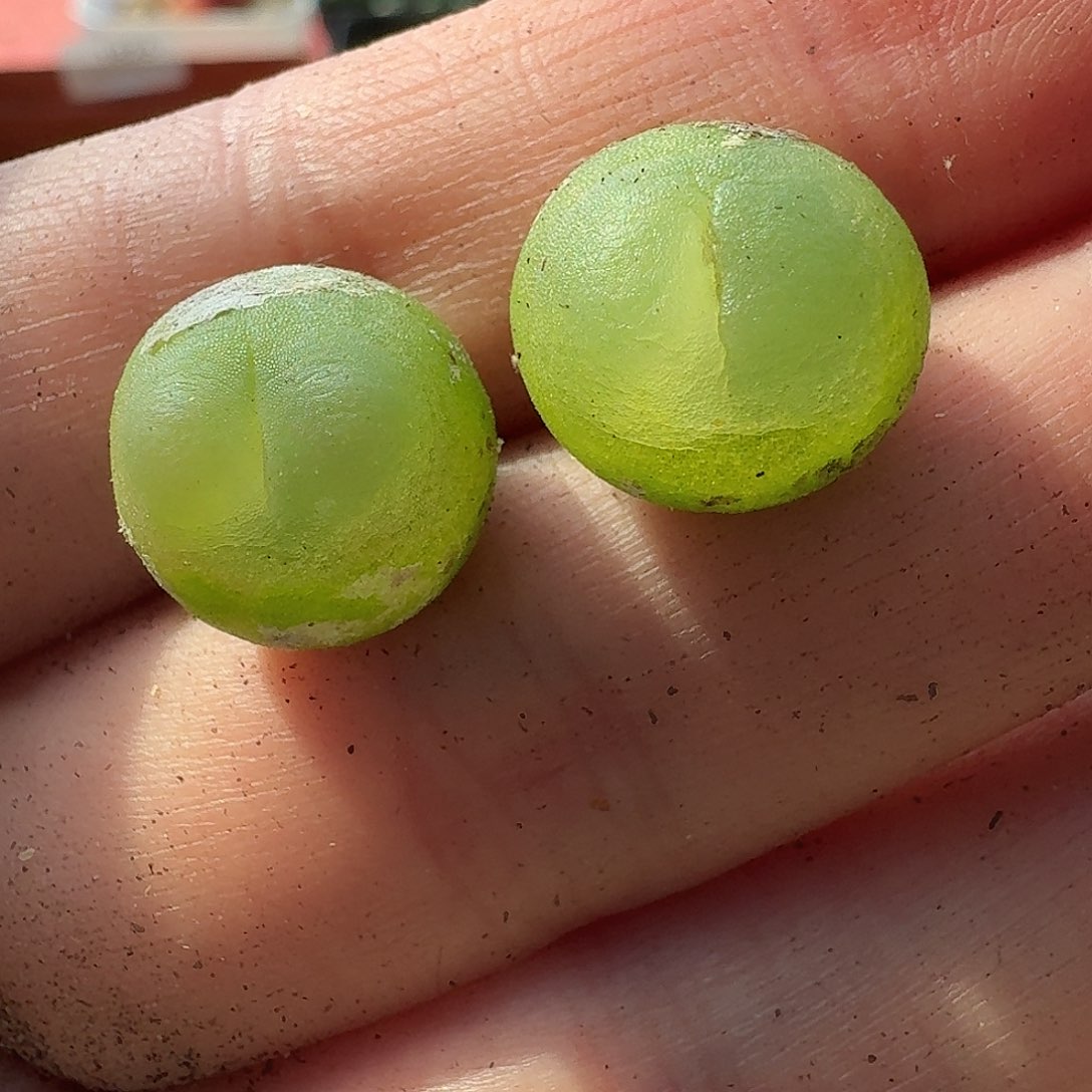 老马生石花拉登1821