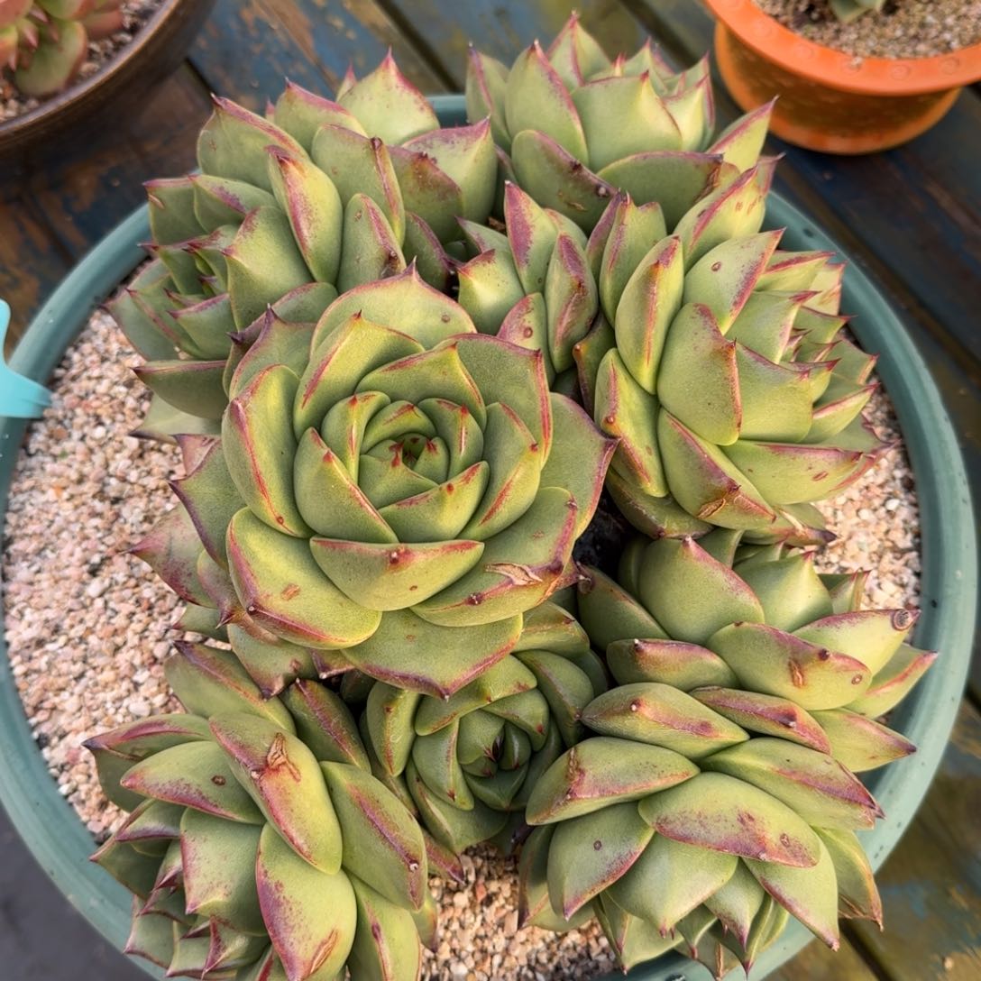 从前慢多肉精选编号1027.44444