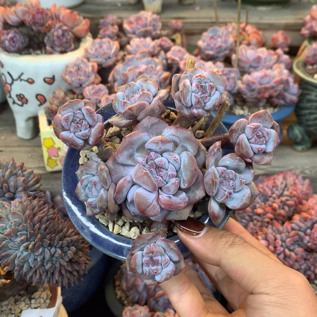 石榴籽无砍花花花