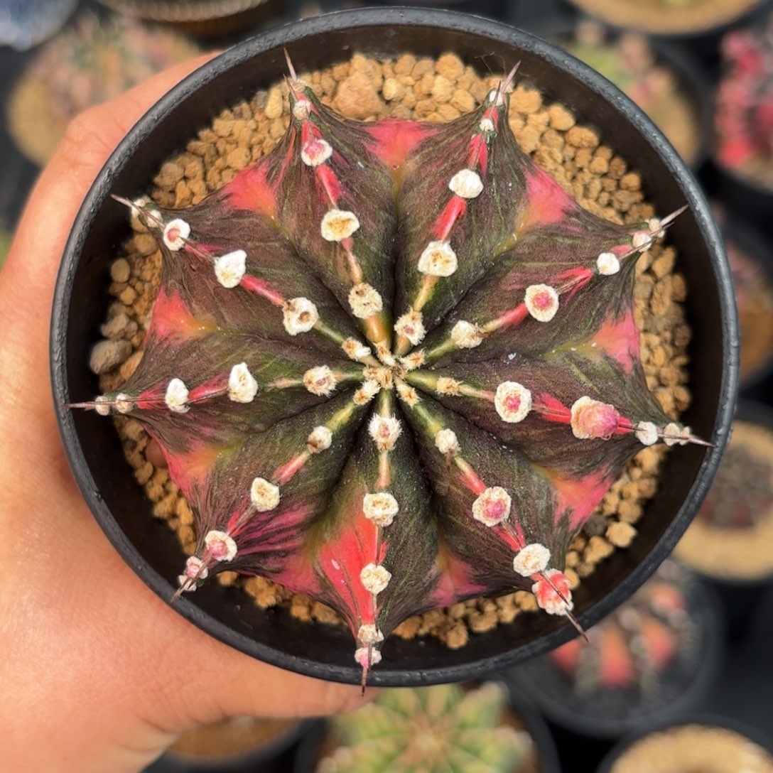 泰系米哈仙人球100