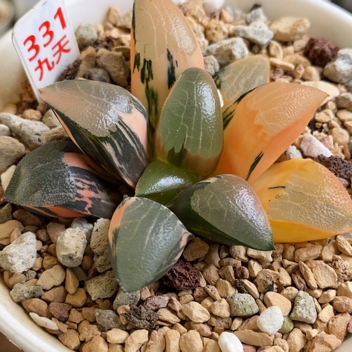331号丘比特锦多肉植物