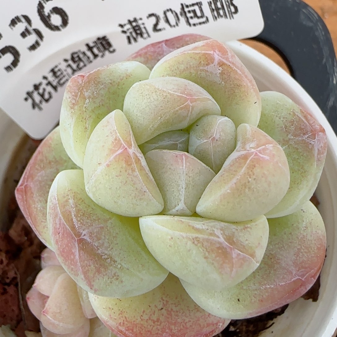 花语逸镜0205-536