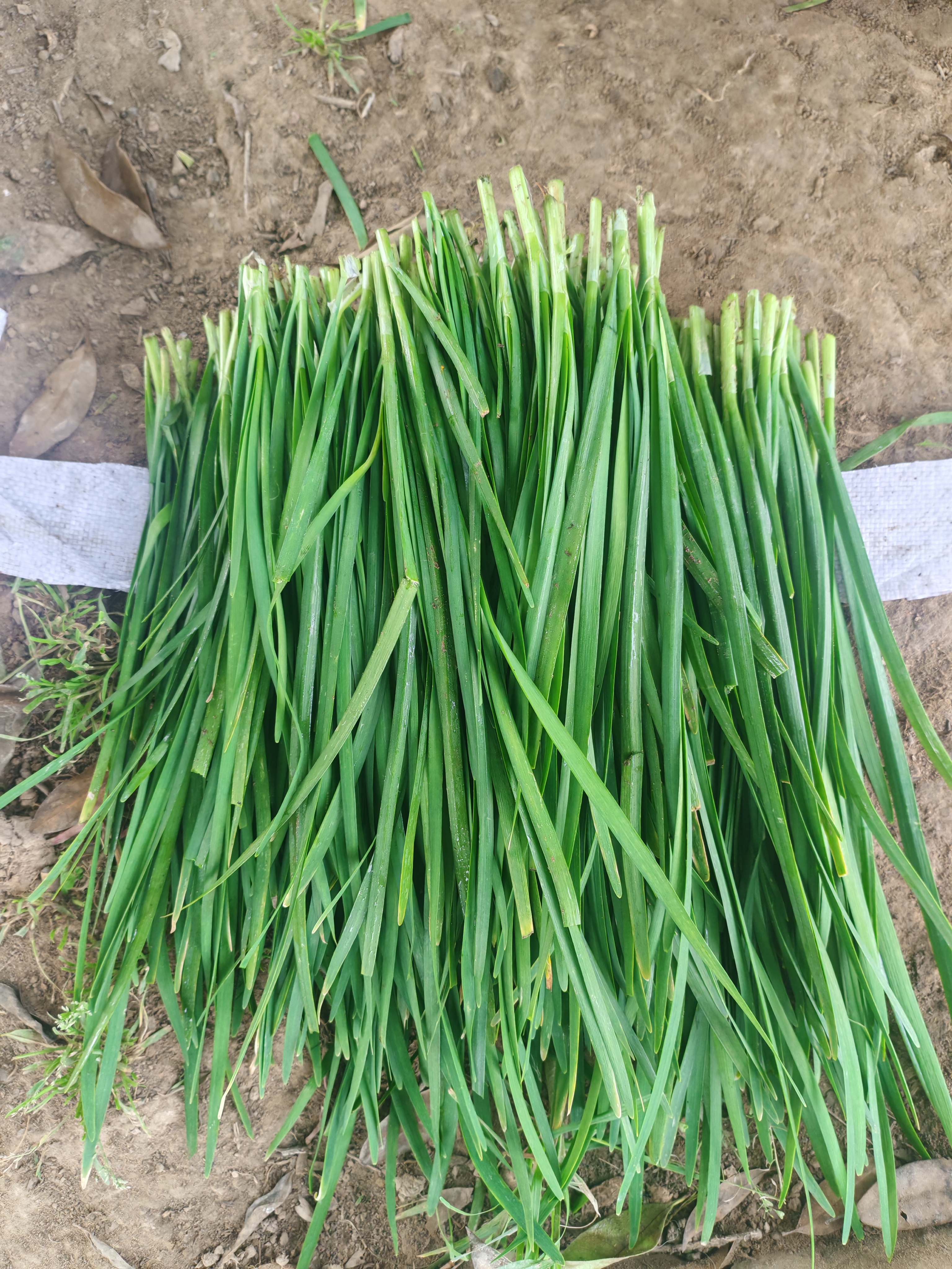 大山里露天图片冬季种植应季蔬菜新鲜韭菜新鲜—本地韭菜