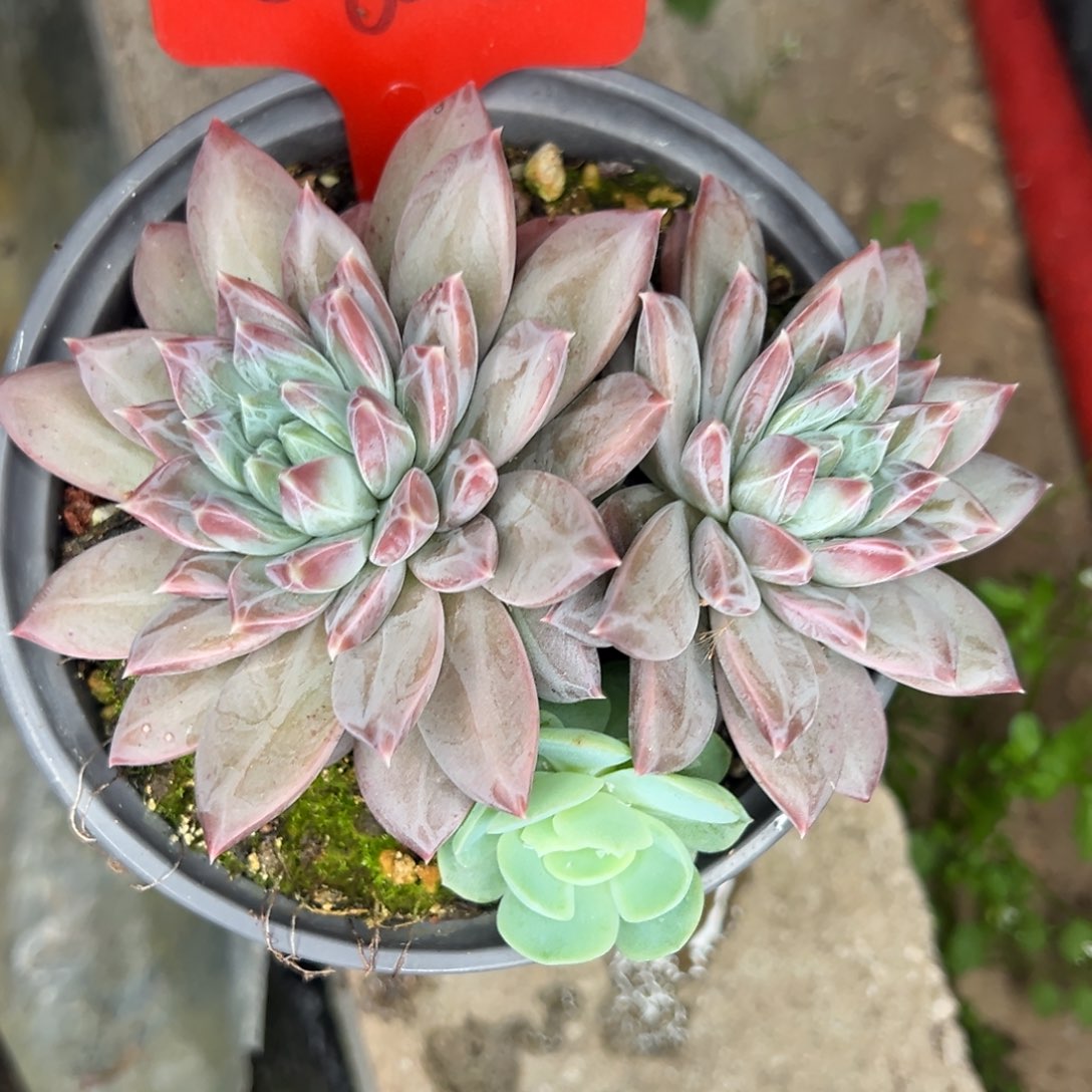 2625号晚上多肉植物群生