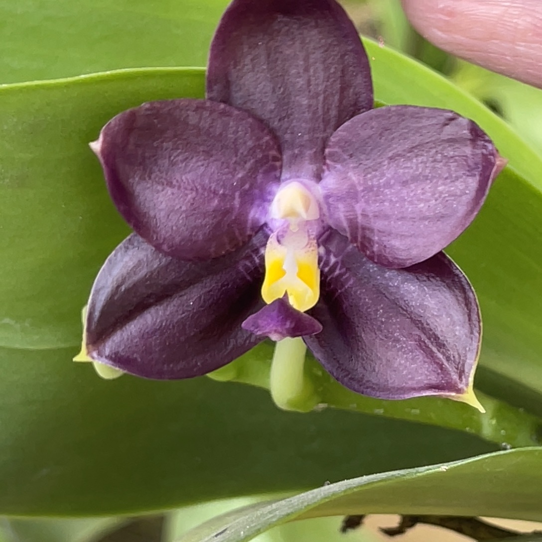 完全开放弥陀156-1395