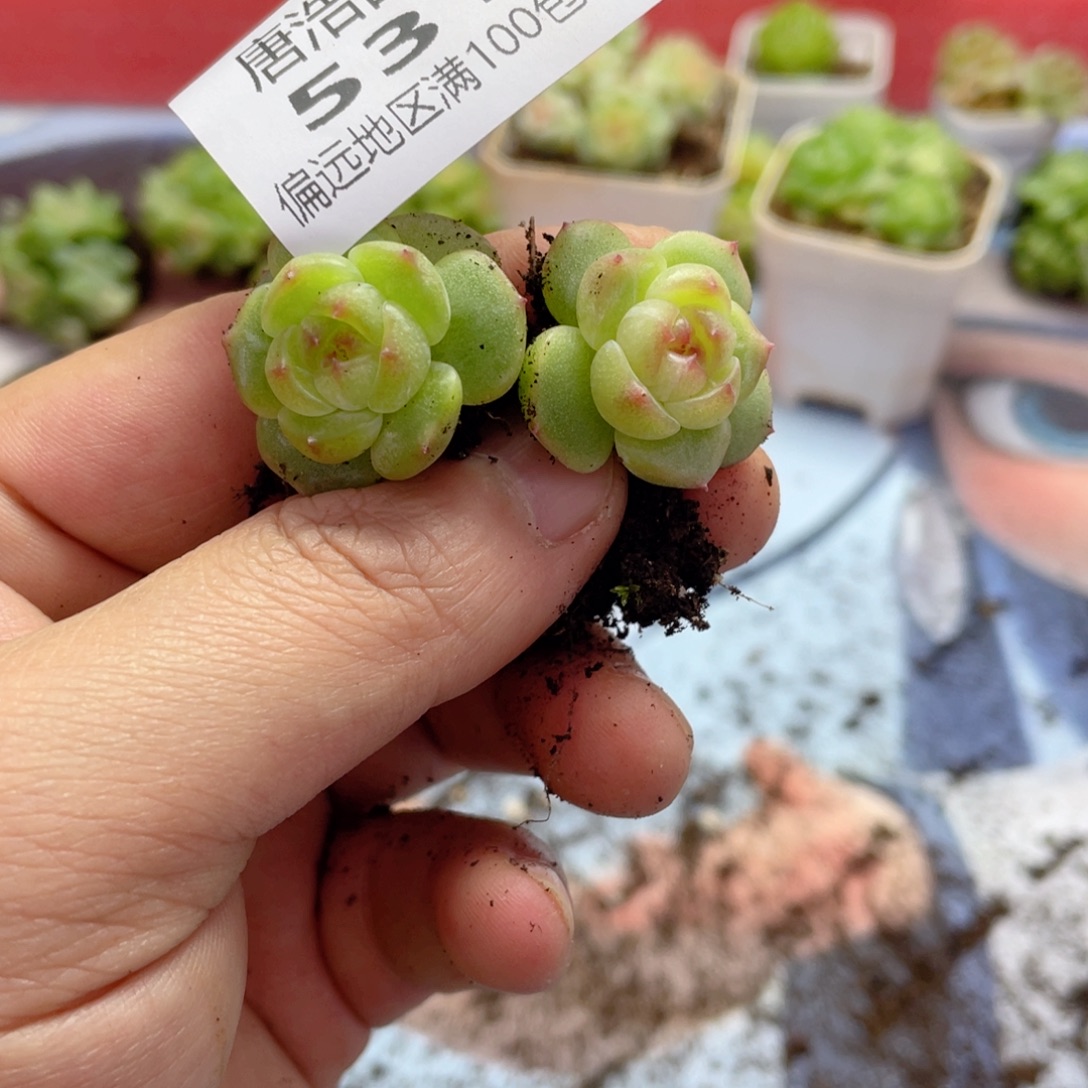 暮***a子播苗一物一拍531