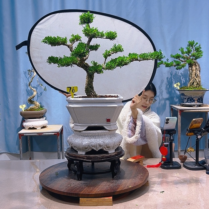 无花朵广东皱皮雀舌黄杨