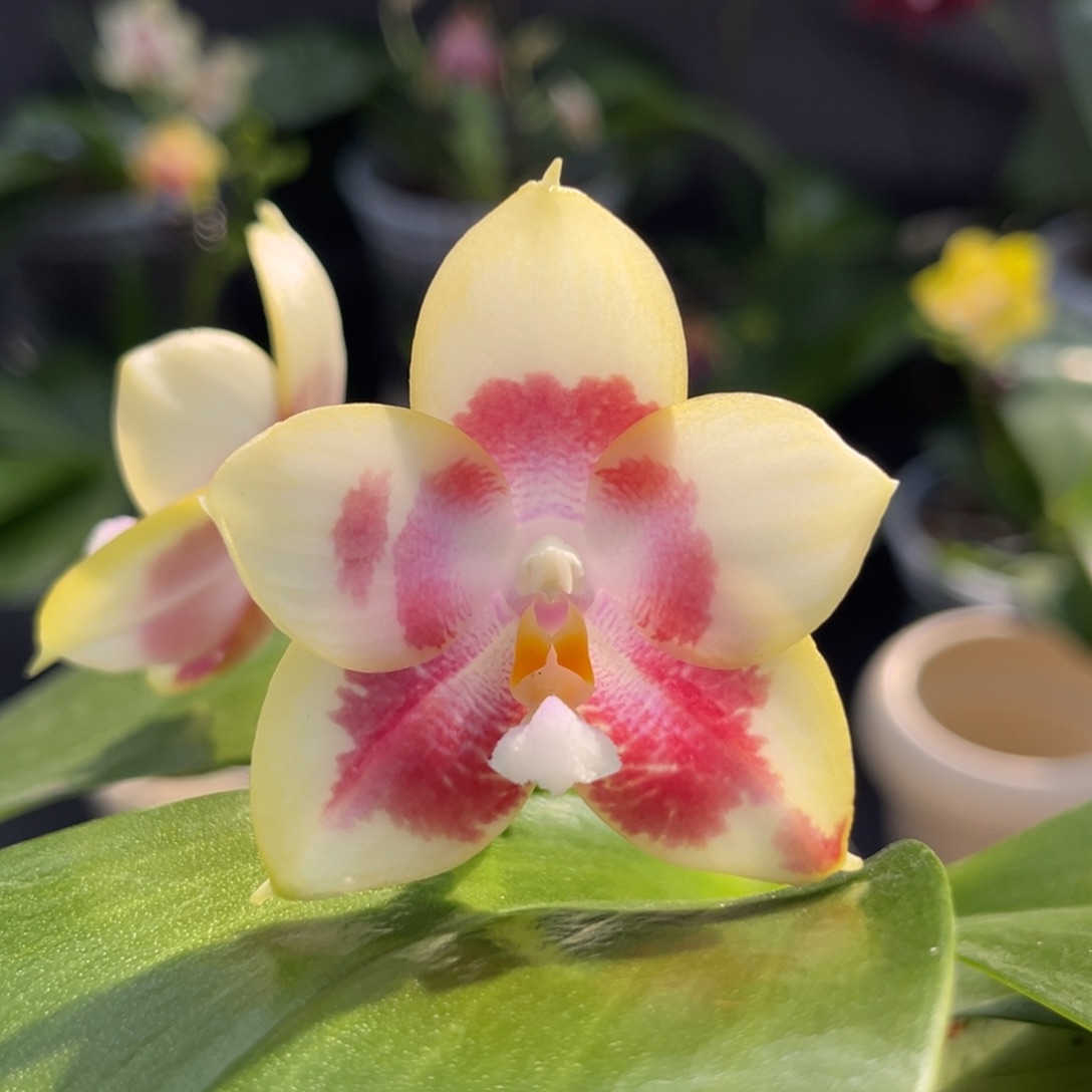 完全开放2.5寸爱人交珍开花株