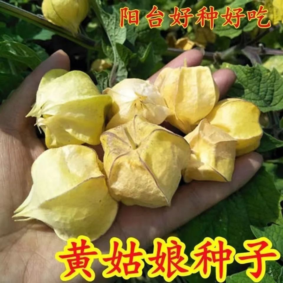 【越冬种植】东北姑娘果灯笼果种子红甜孑黄菇娘四季结果超甜T