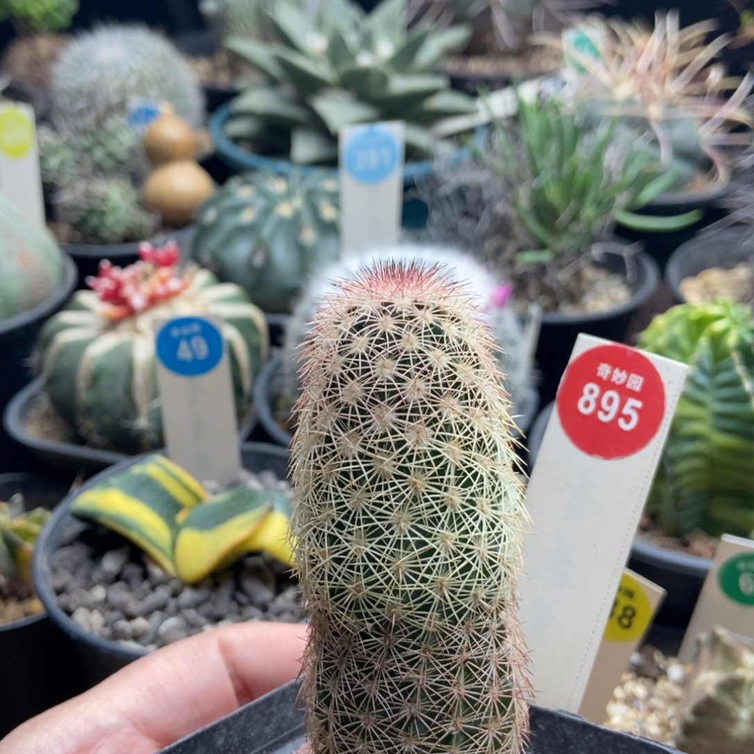 实生御旗虾一棵仙人球