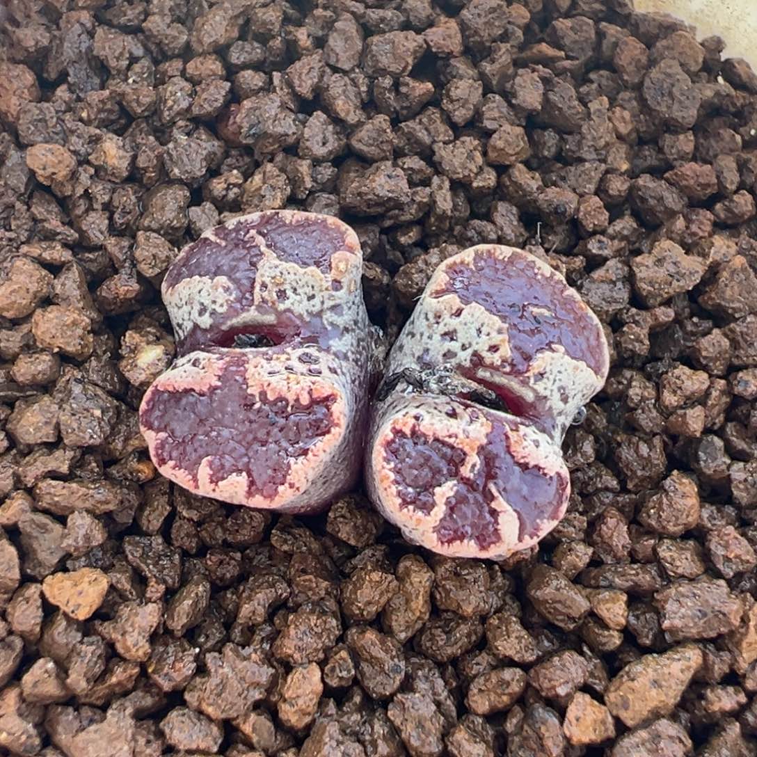 晗***呀258多肉植物种类多样