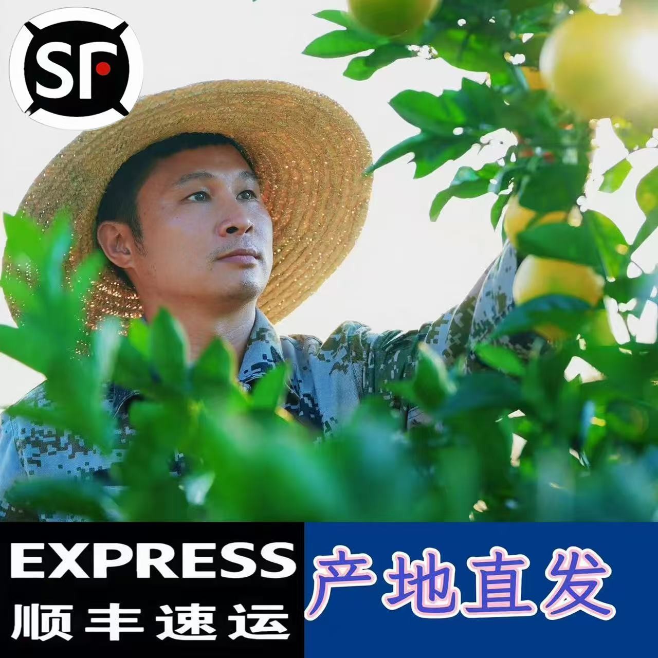 【顺丰包邮】江西信丰赣南脐橙新鲜水果皮薄香甜多汁产地直发