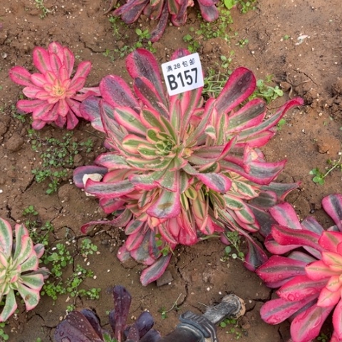 157美杜莎不包断枝