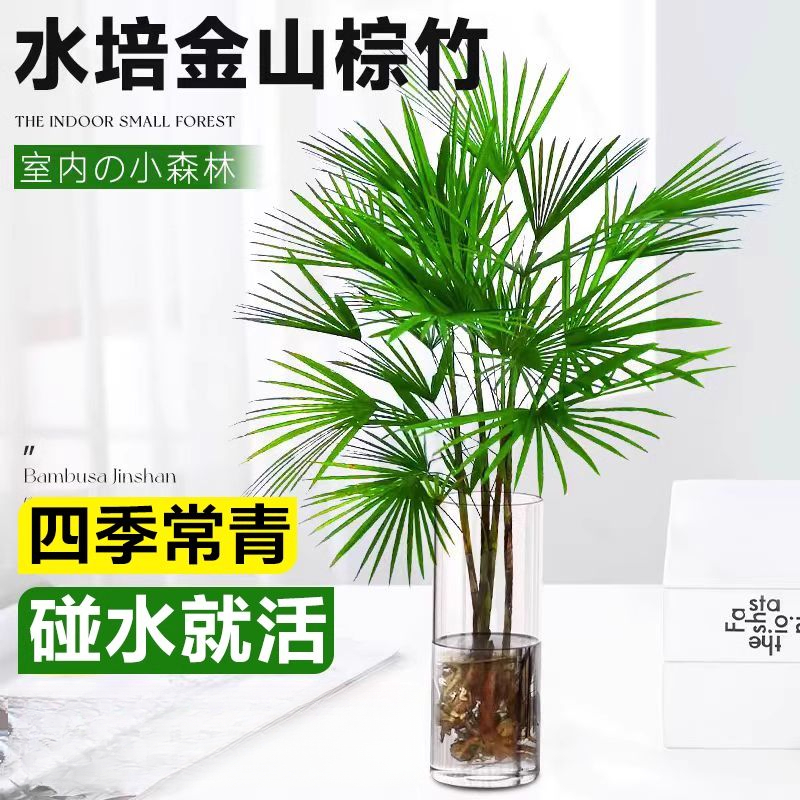 水培细叶金山棕竹盆栽富贵竹植物室内好养客厅大型招财水竹子绿植