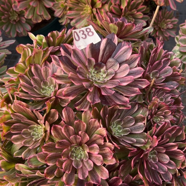 038草莓蛋糕30厘米左右