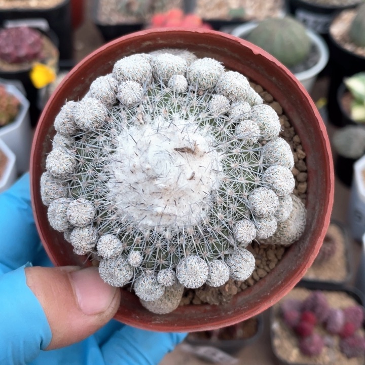 262大乌月丸仙人球