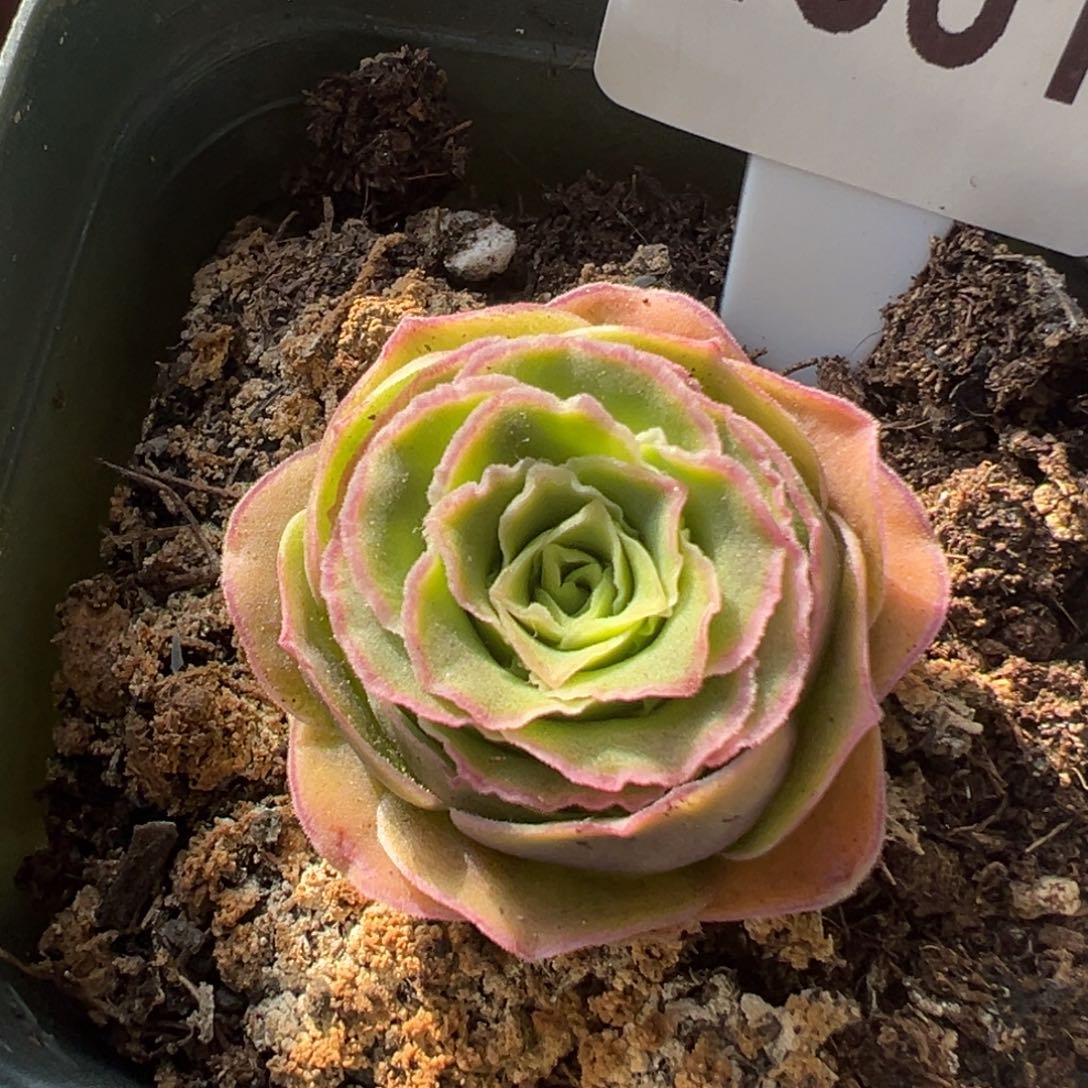 幽兰1361山地玫瑰多肉