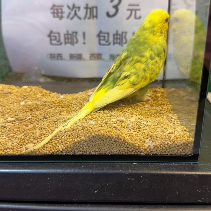 虎皮鹦鹉大头虎皮鹦鹉