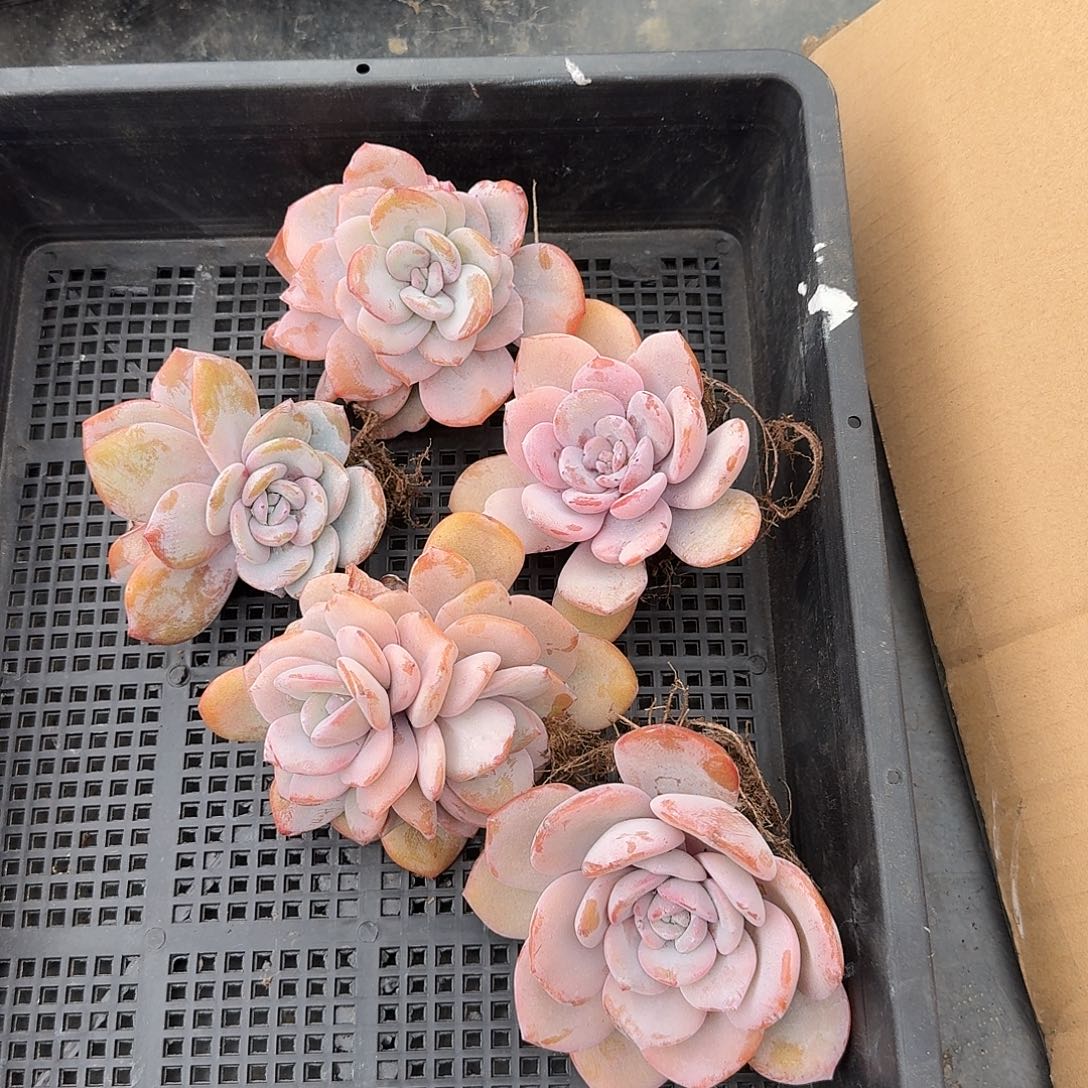 A008 多肉 售后范围：签收起7天内