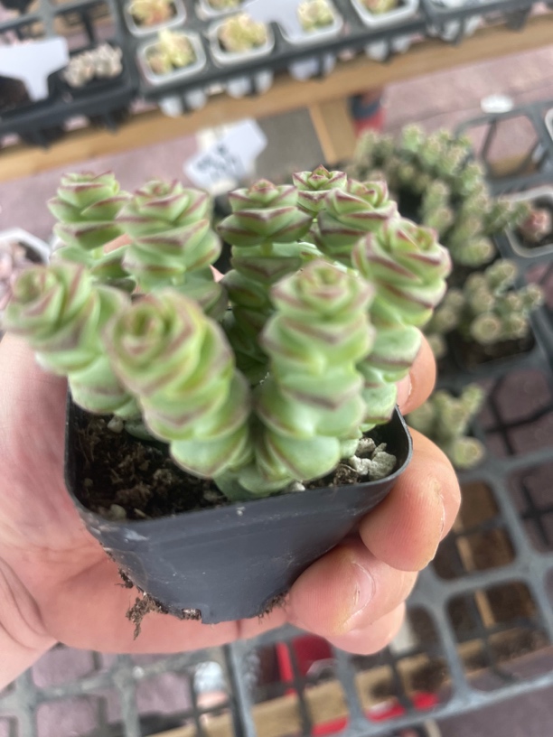 满9.9包邮 精品钱多多（钱串锦)多肉植物