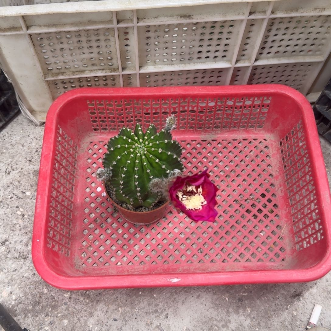 奔***华无花朵彩草哈哈哈哈哈哈哈