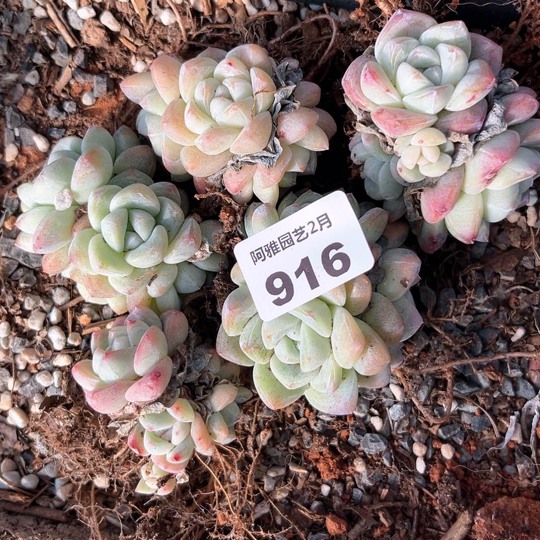 阿雅园艺。   916