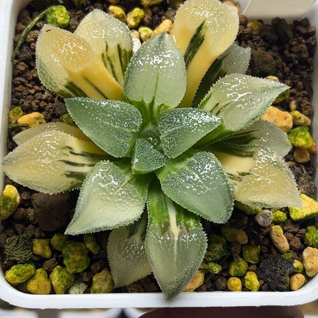 45非组柳叶蓝光磨面寿锦福利专场