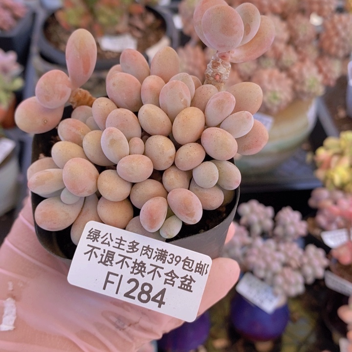 桃蛋8cm284多肉植物