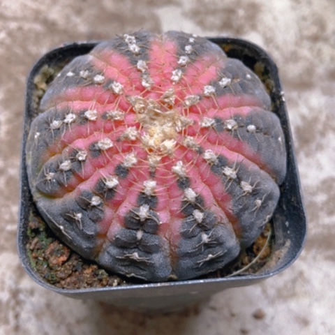 拉根筋仙人球15米香入味