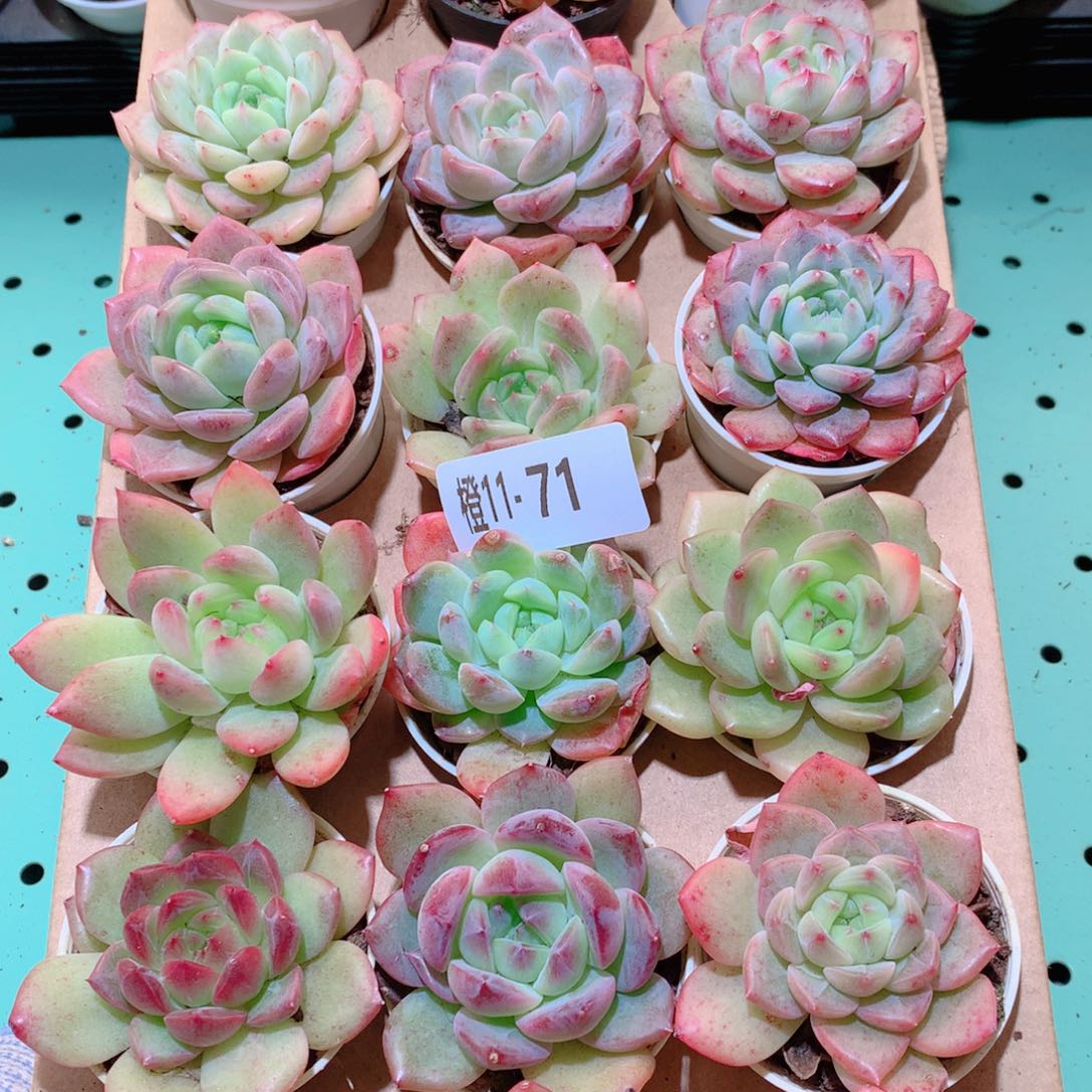 11-71一物一拍多肉带盆18颗