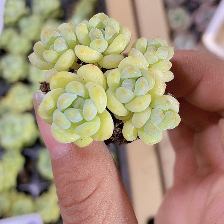 ༺****༻精品桌子上荷兰豆穴苗一颗