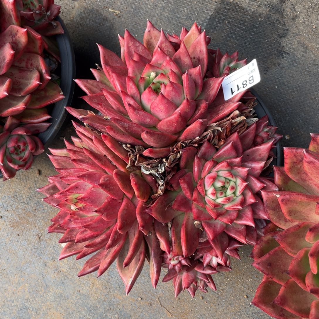 无花朵若如东云组拍B811