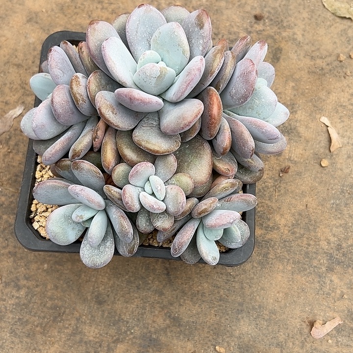 冰***）啦啦奶群生多头多肉