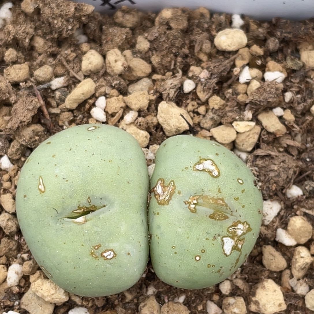 21-109白花大g多肉植物