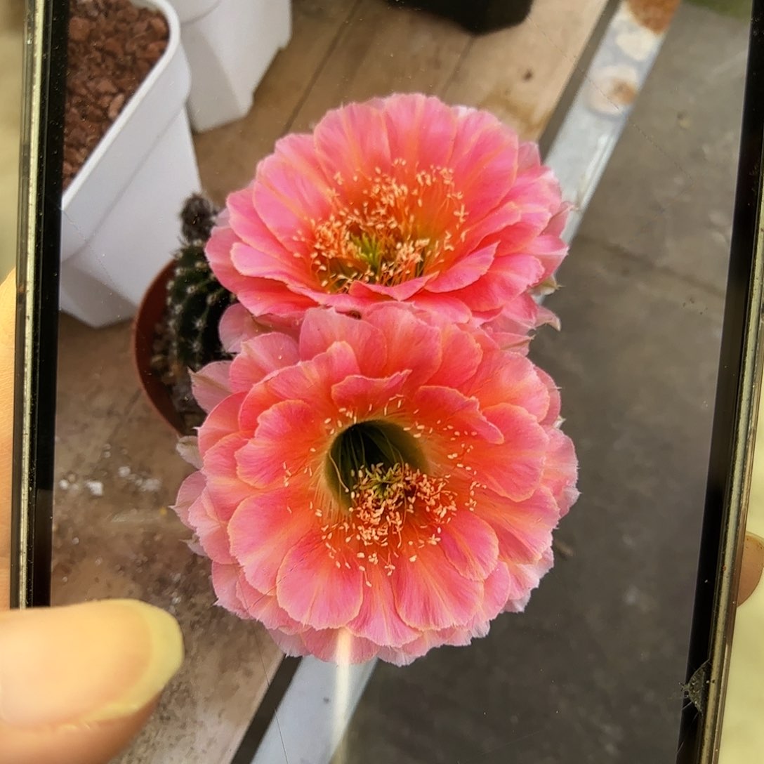 彩草樱桃5-5.5公分疤痕体质