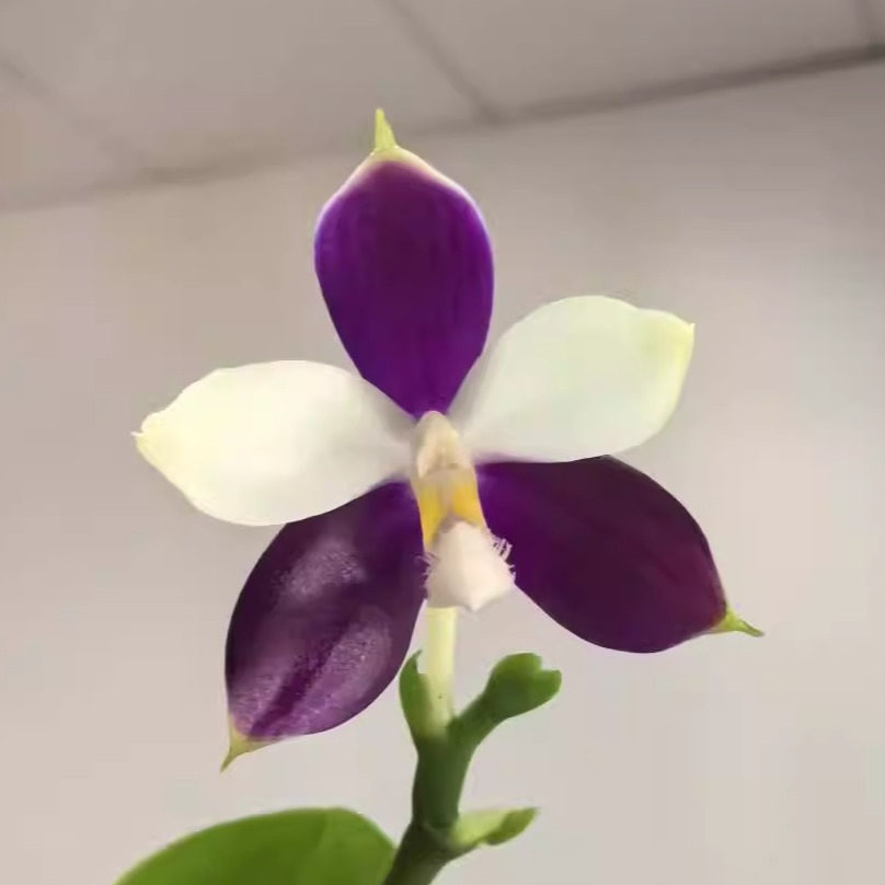 2.5寸 柳林蓝珍（分生）-苗【叶微瑕少根】原生趣味兰