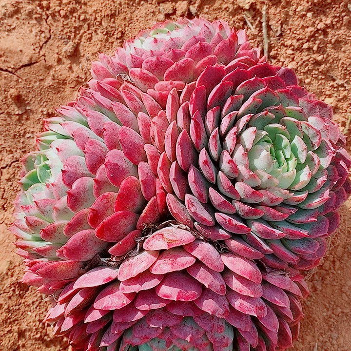 冰***燃冰燃的1颗朱砂痣一物一拍