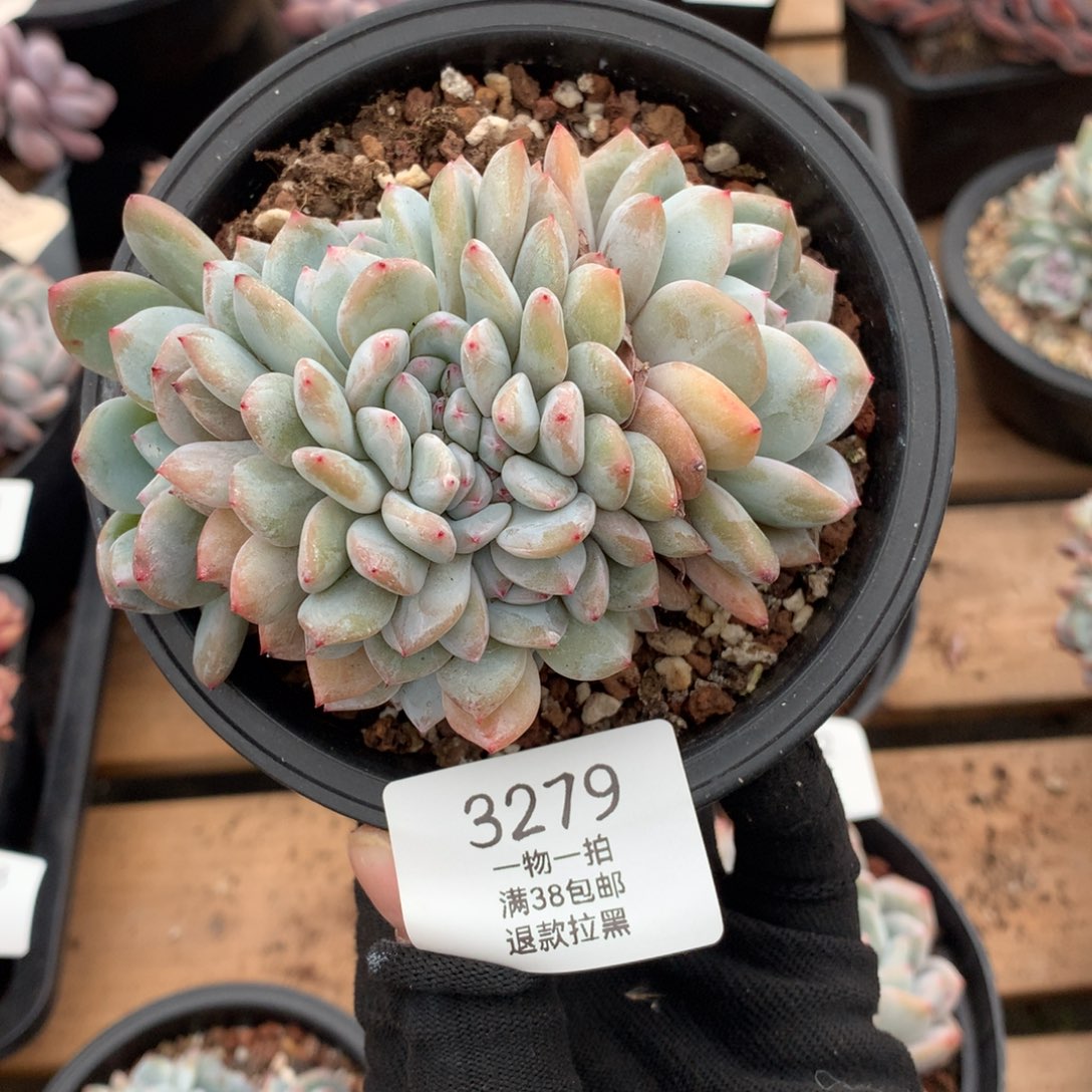 10厘米有砍星影朵朵3279