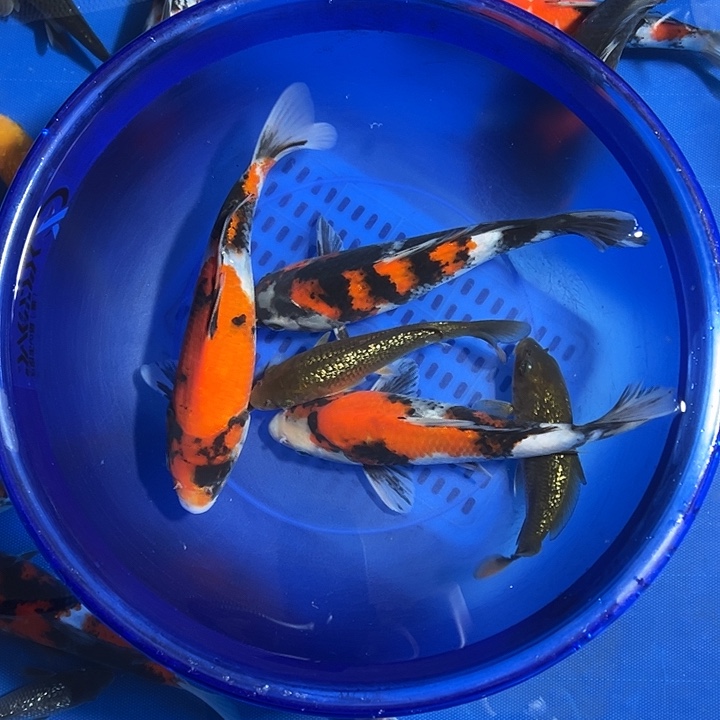 海水鱼淡水锦鲤红白大正