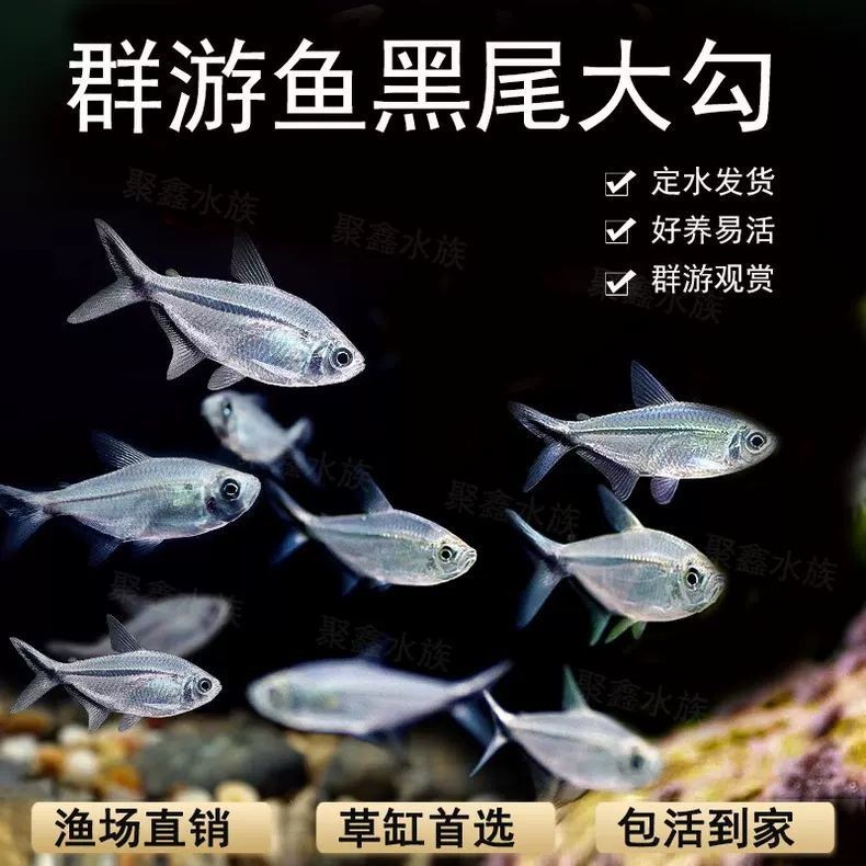 【黑尾大勾】群游观赏鱼小型活体热带鱼草缸混养耐活好养