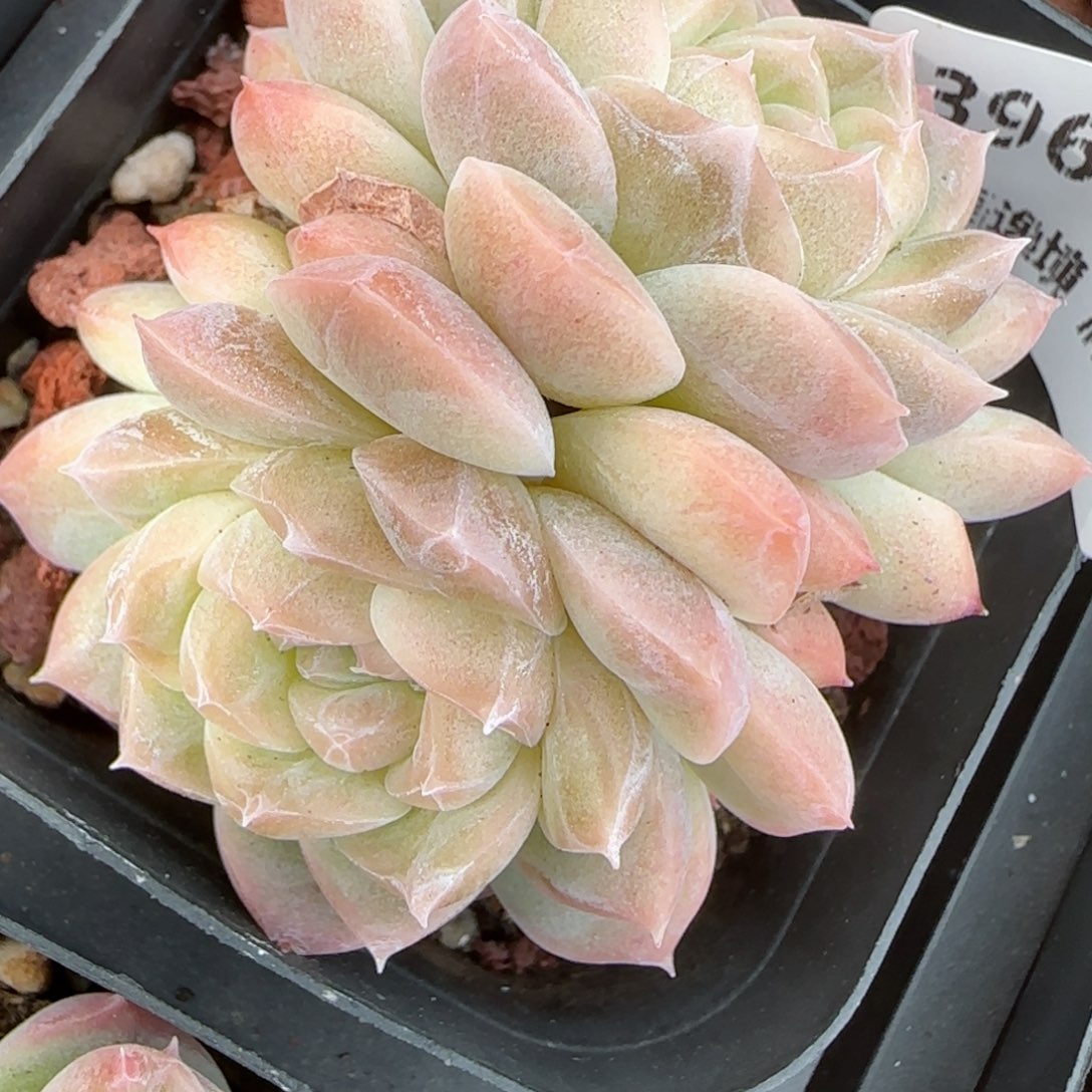 花语逸镜0212-396